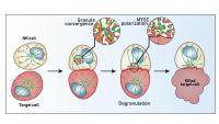 Diagram showing the critical steps of the NK cell mediated cytotoxicity. During the first stage, NK cell approaches and recognizes a target cell that needs to be eliminated.
