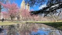 spring in central park