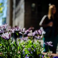Purple flowers with woman in background
